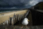 A seagull in Saint-Malo seems torn between the village and the beach (Loïc Venance/AFP)