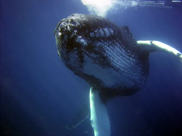 Whale in the ocean. Photo credit: International Whaling Commission