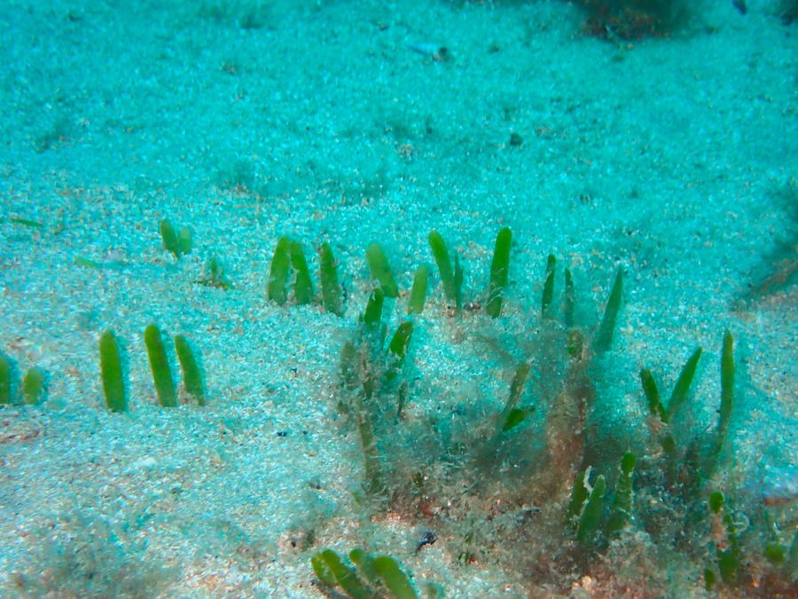 1-Low-density-Exotic-Caulerpa.jpg