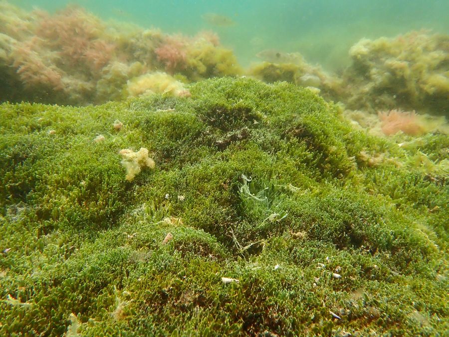 2-carpet.jpg
