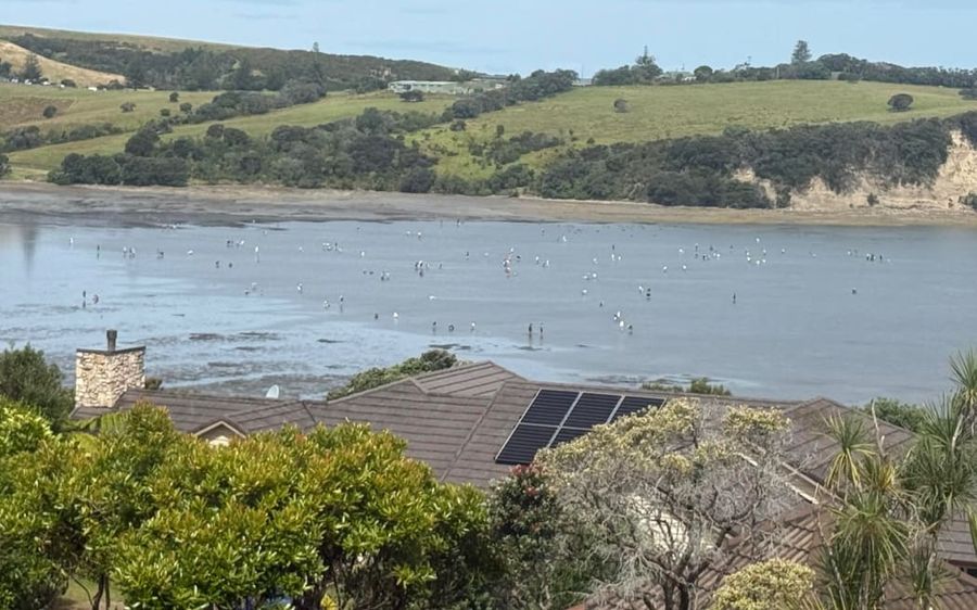 4JUQZ8V_Harvesting_rock_pools_Army_Bay_jpeg.jpeg