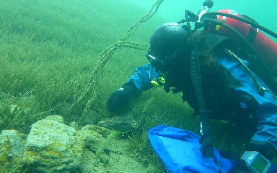 4RD4YZ1_Diver_hand_weeding_lagarosiphon_Photo_credit_NIWA_JPG.webp
