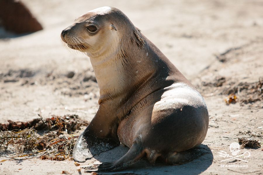 Eight unknown sea lion colonies found in Australia's remote Bight, 17 July 2026