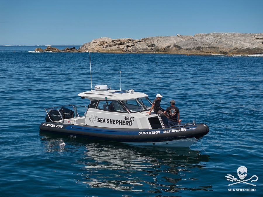 Eight unknown sea lion colonies found in Australia's remote Bight, 17 July 2026