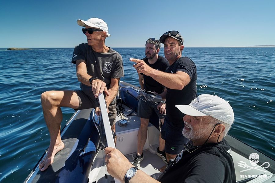 Sea Shepherd's island-hopping boat uncovers eight unknown sea lion colonies, 15 July 2026
