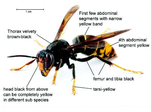 70217-Yellow-legged-hornets-factsheet.jpeg