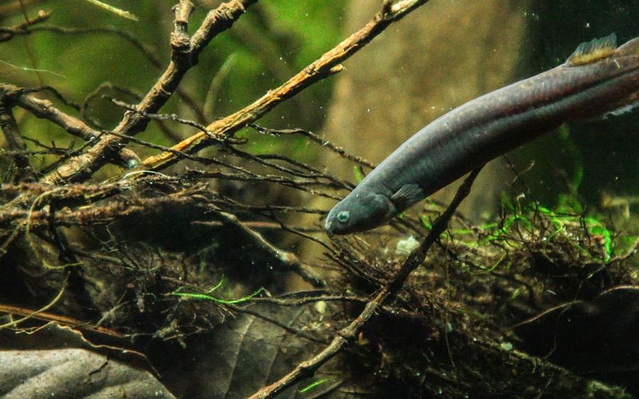A-black-mudfish.-Photo-Nick-Monro-.jpeg