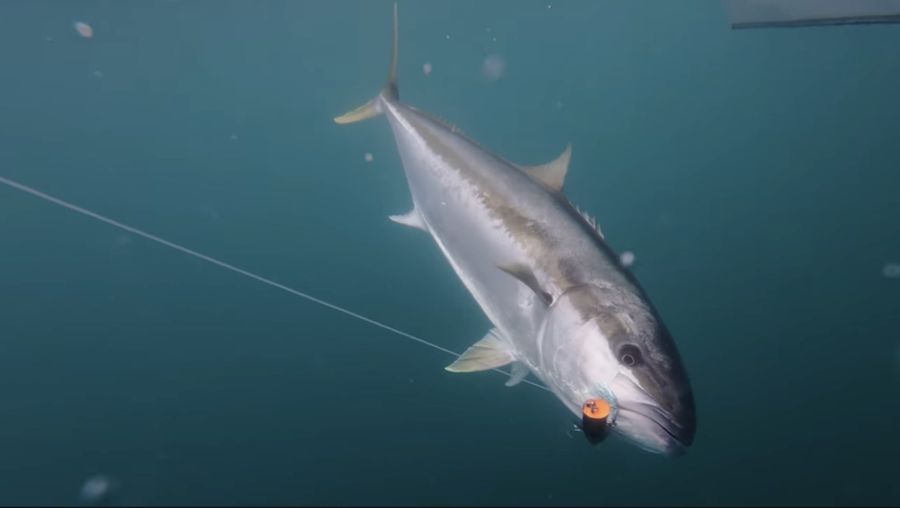 A-good-looking-Kingfish-on-the-way-to-the-boat.jpg