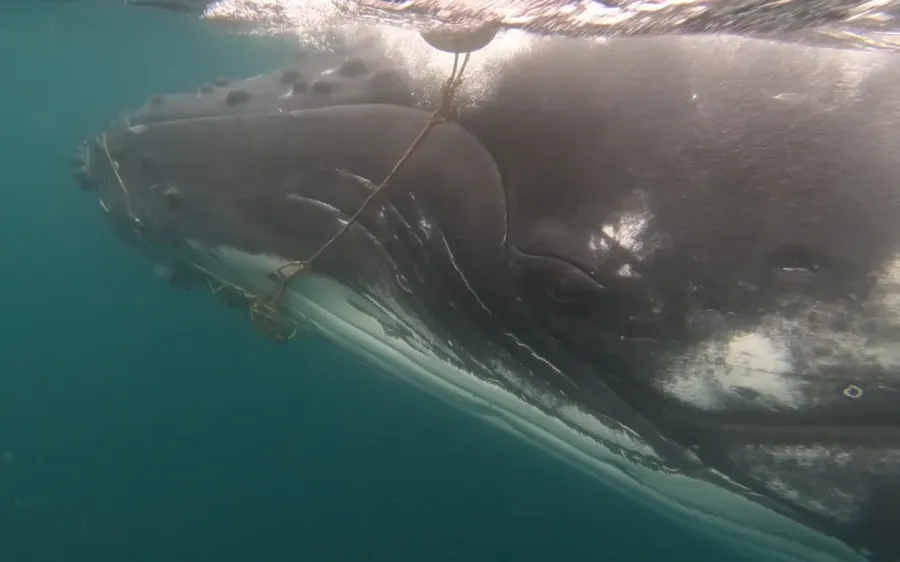 A-humpback-whale-tangled-in-a-cray-pot-line-during-an-earlier-incident-in-Northland-in-2018.-Photo-Catherine-Peters-DOC-.webp