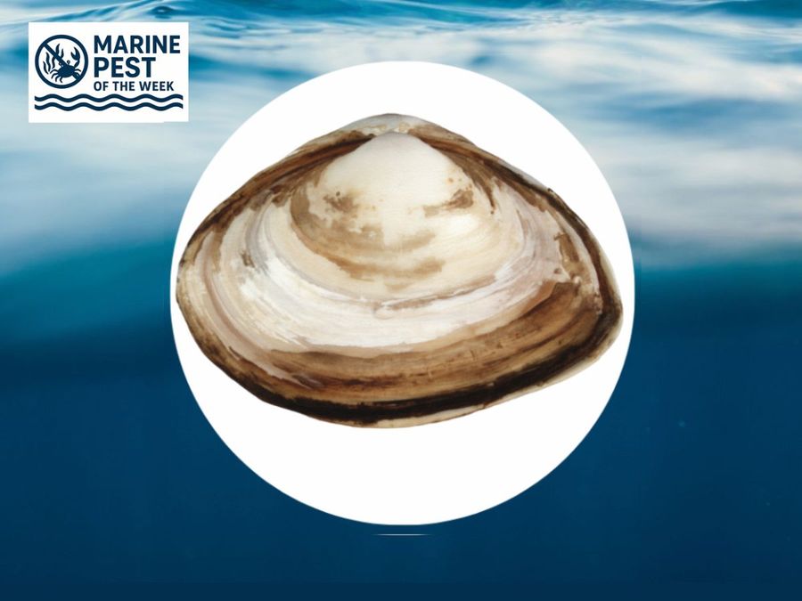Asian-Clam.jpg