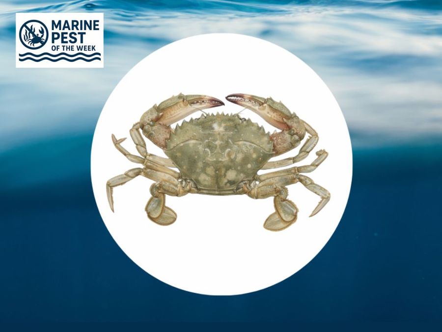 Asian-Paddle-Crab-Marine-Pest-of-the-Week.jpg