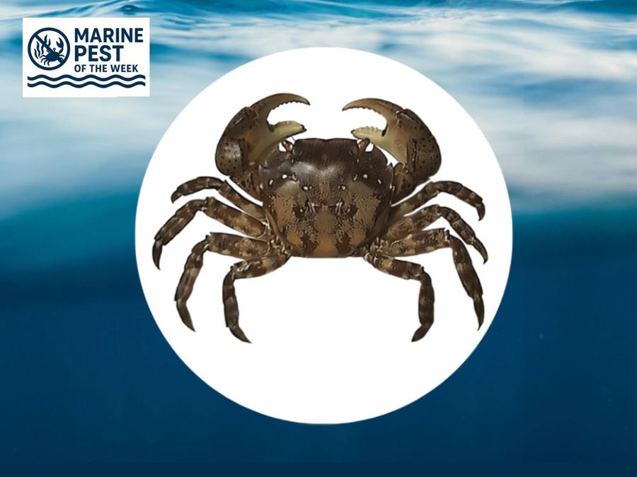 Asian-Shore-Crab.jpg