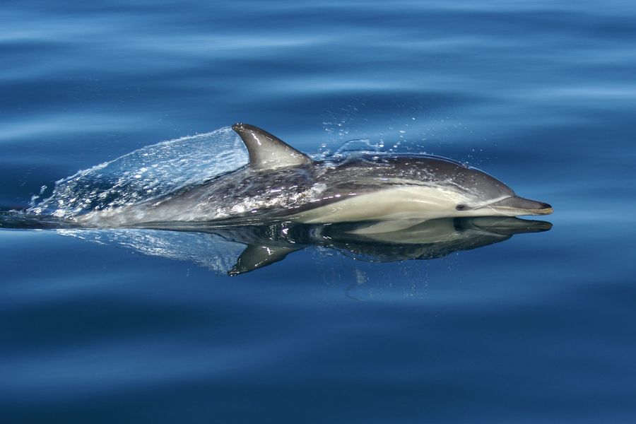 Auckland-whale-and-dolphin-safari-Hauraki-Gulf_Credit-Auckland-Council.jpg