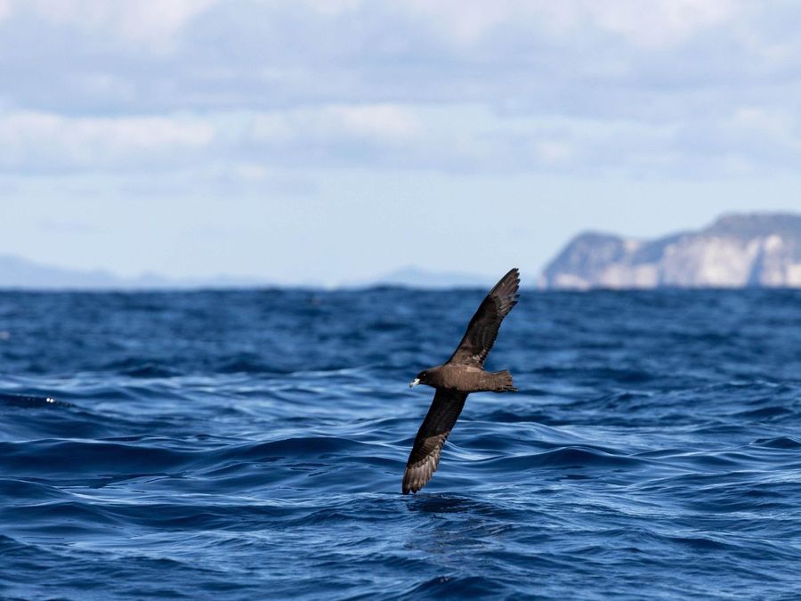 Black-Petrel-__-Photo-credit_-Dan-Burgin-2.jpg