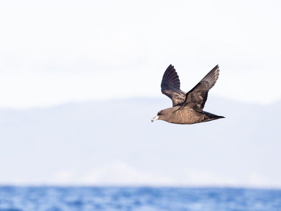 Black-Petrel-__-Photo-credit_-Dan-Burgin.jpg