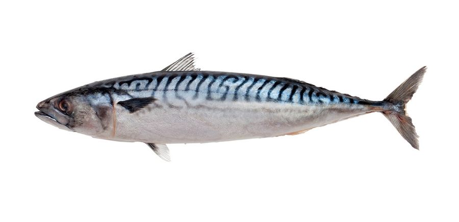 Blue mackerel. Photo credit: Marine foods