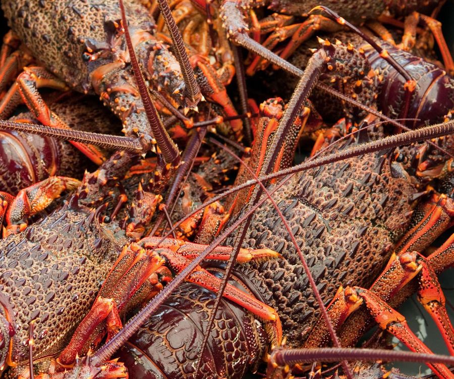 Bucket-of-Rock-Lobster.jpg