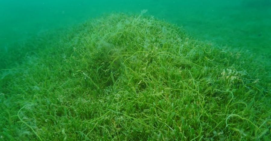 Caulerpa restrictions in place in various places around the upper North Island