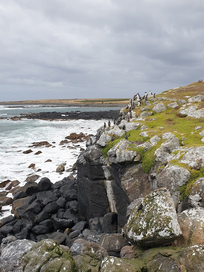 Chatham Island Photo