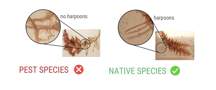 Check-to-see-whether-it-is-red-seaweed.jpeg