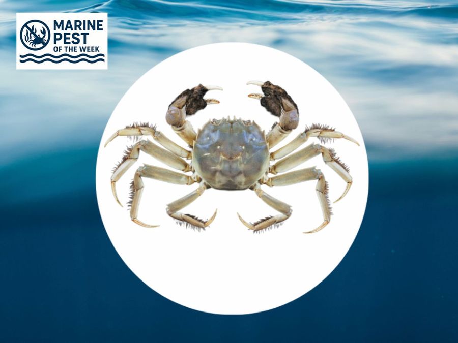 Chinese-Mitten-Crab.jpg