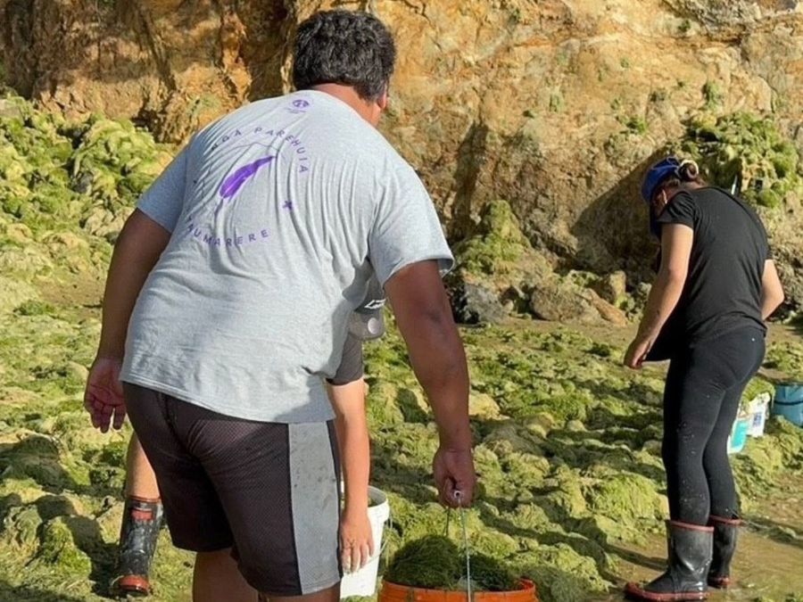 Community volunteers work to move caulerpa above the high-tide mark. __ Photo credit_ Nyze Manuel
