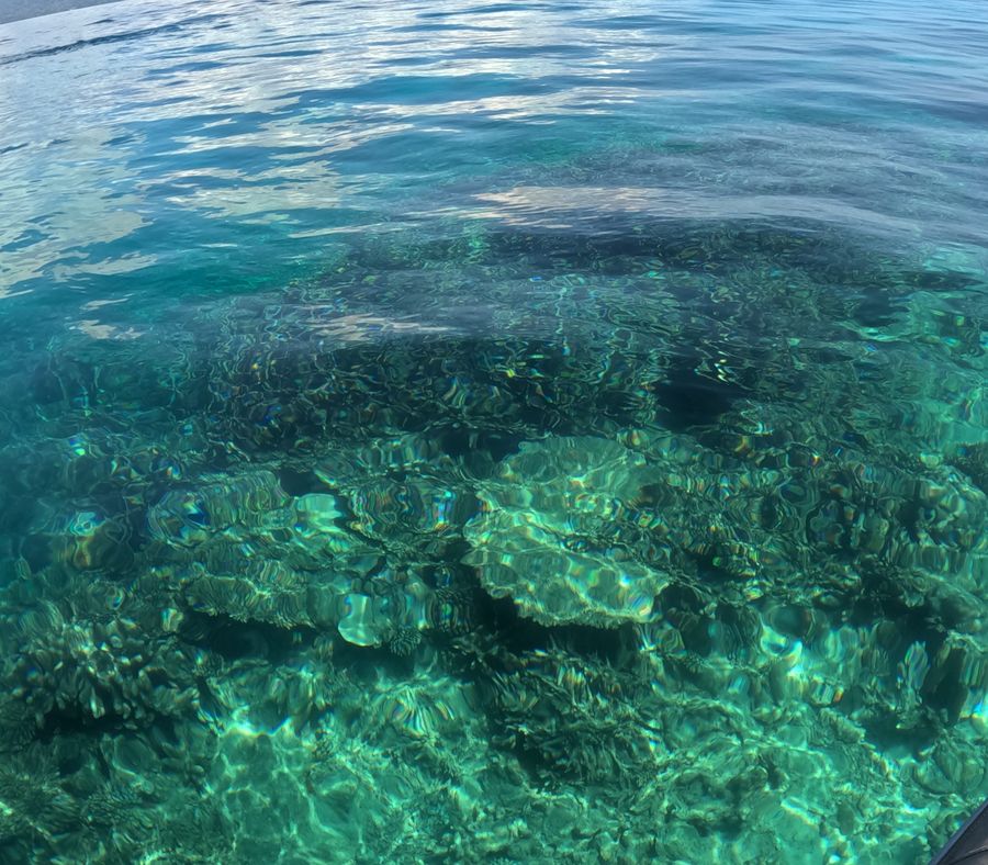 Coral From Abobve