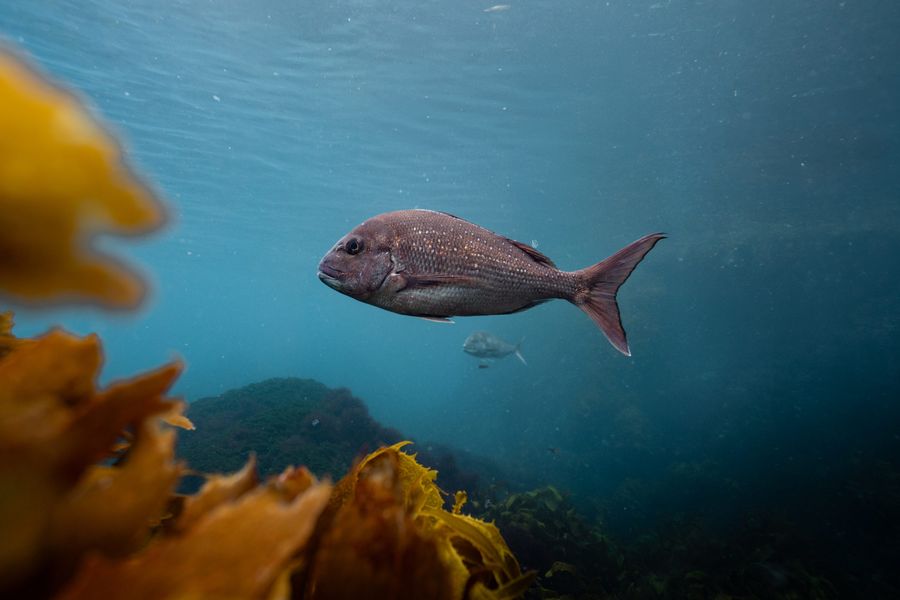 DiveTutukaka016.jpg
