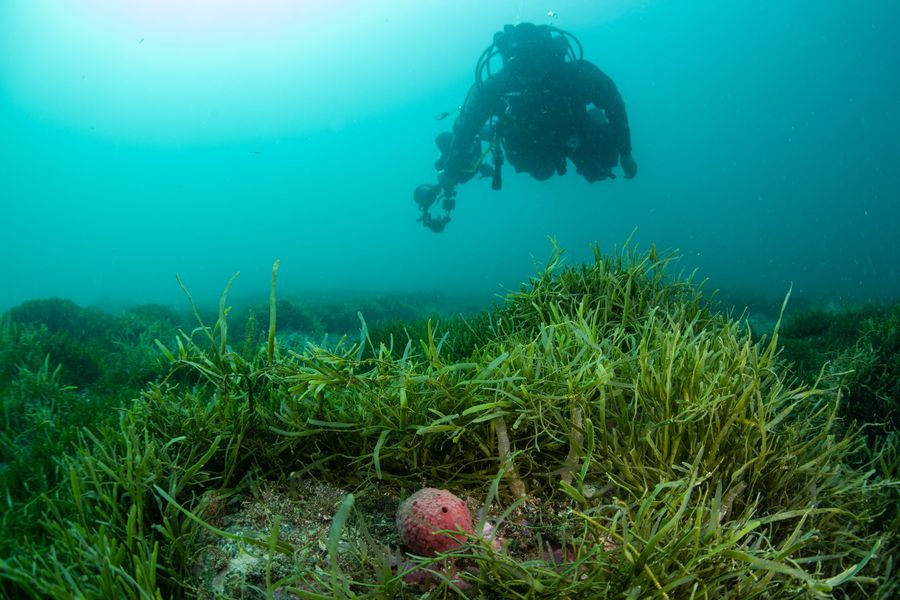 Diver-and-Caulerpa.jpg