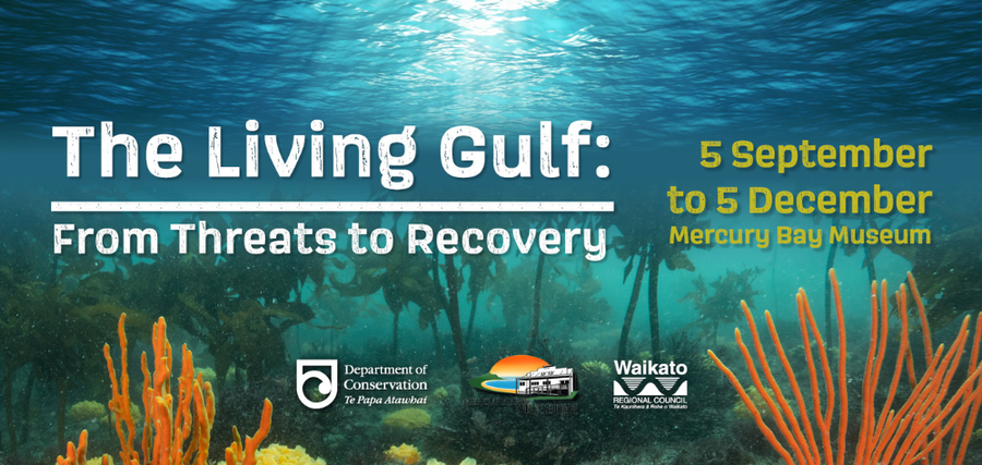 Exhibition tracks Hauraki Gulf recovery amid marine biosecurity push