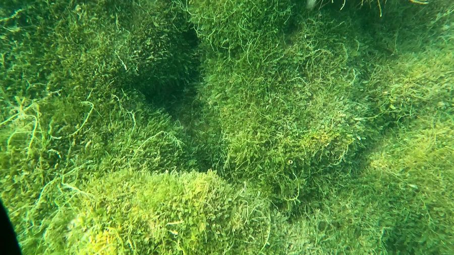 Exotic caulerpa can form dense meadows photo Dimitri Collella Auckland Council