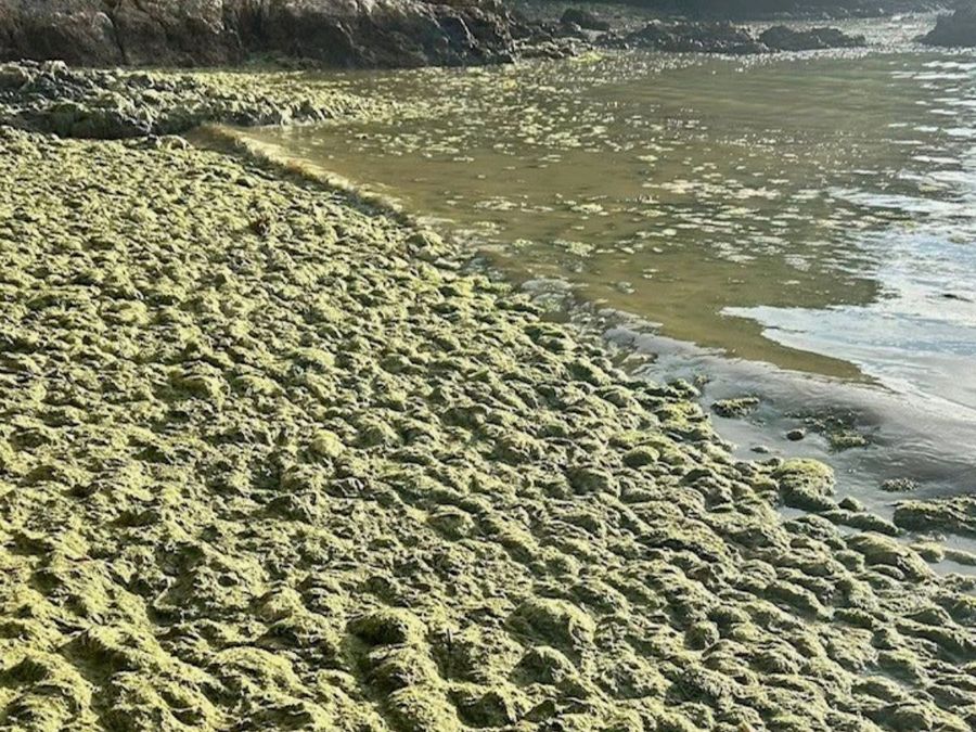 Exotic caulerpa on the seashore after Cyclone Tam
