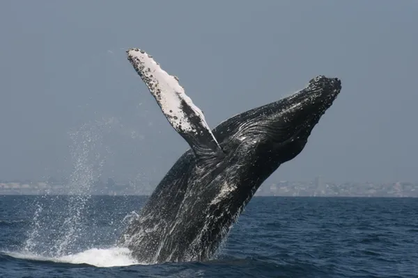 Whale breaching the ocean. Photo credit: International Whaling Commission
