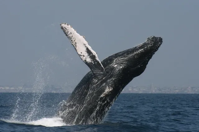 Whale breaching the ocean. Photo credit: International Whaling Commission
