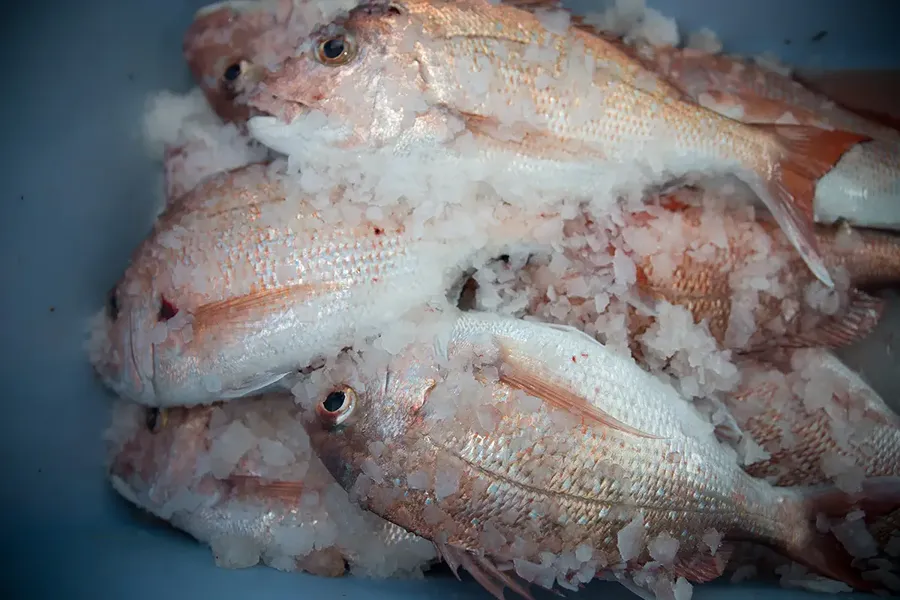 Fish in a chilly bin