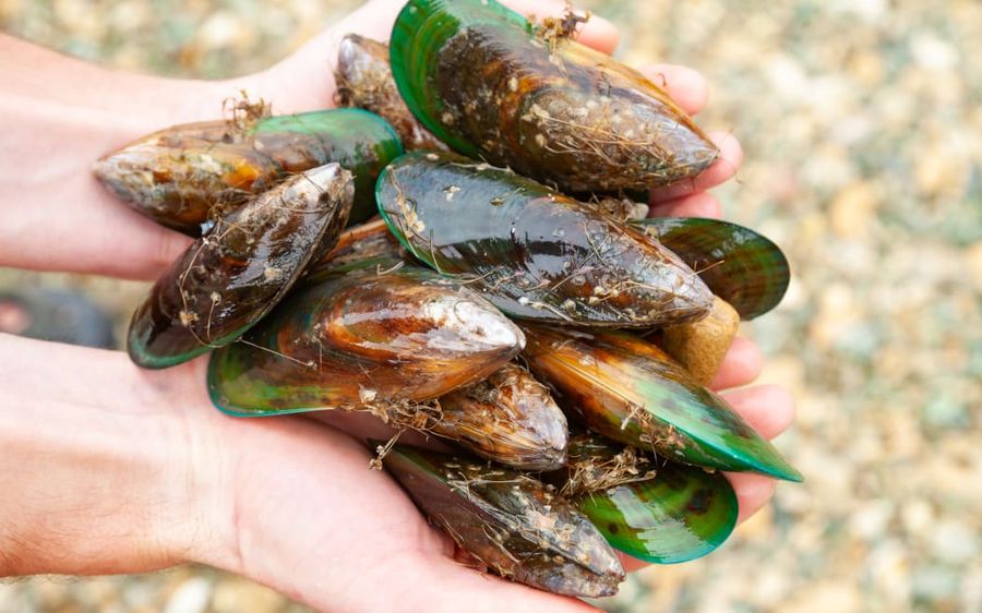 Fisheries-New-Zealand-is-reviewing-management-measures-for-recreational-shellfish-harvesting-in-Auckland-and-Coromandel.-Photo-RNZ-123RF-.jpeg