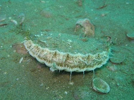 Fishery-Northland-Scallops.jpeg