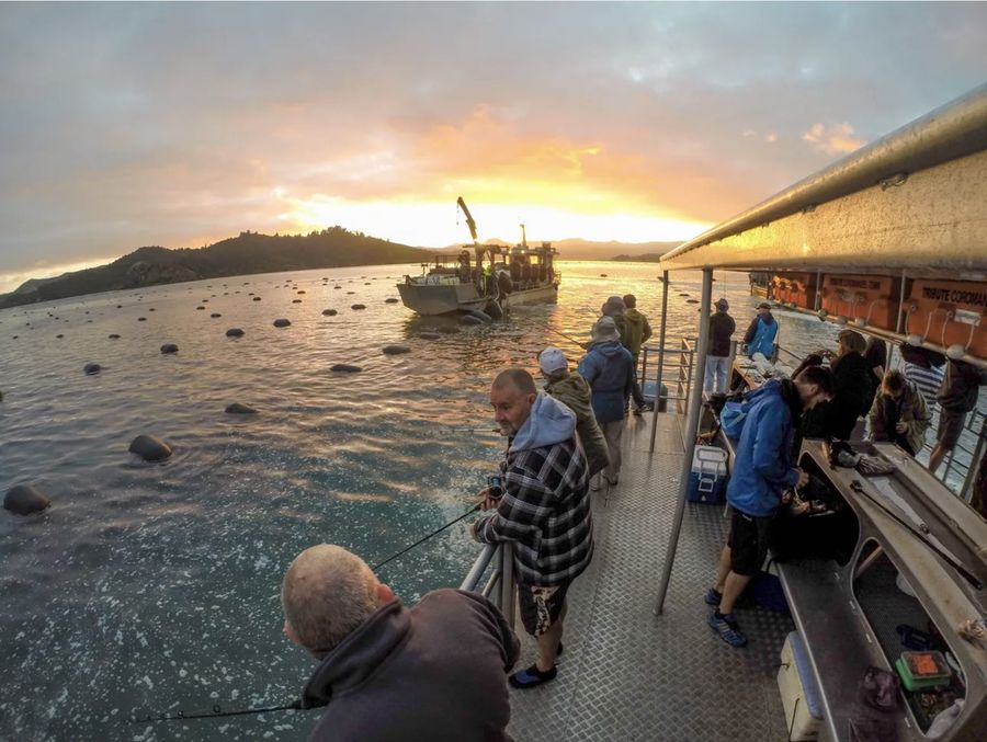 Fishing-off-a-mussel-barge.-Photo-credit-Hauraki-Coromandel-thecoromandel.nz_.jpg