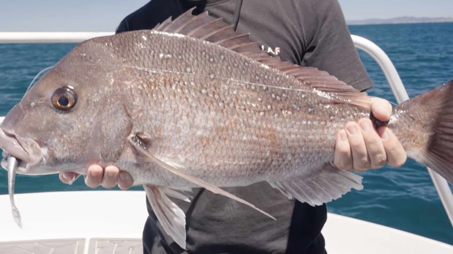 Grand-fish-we-will-let-this-one-go-home.jpg