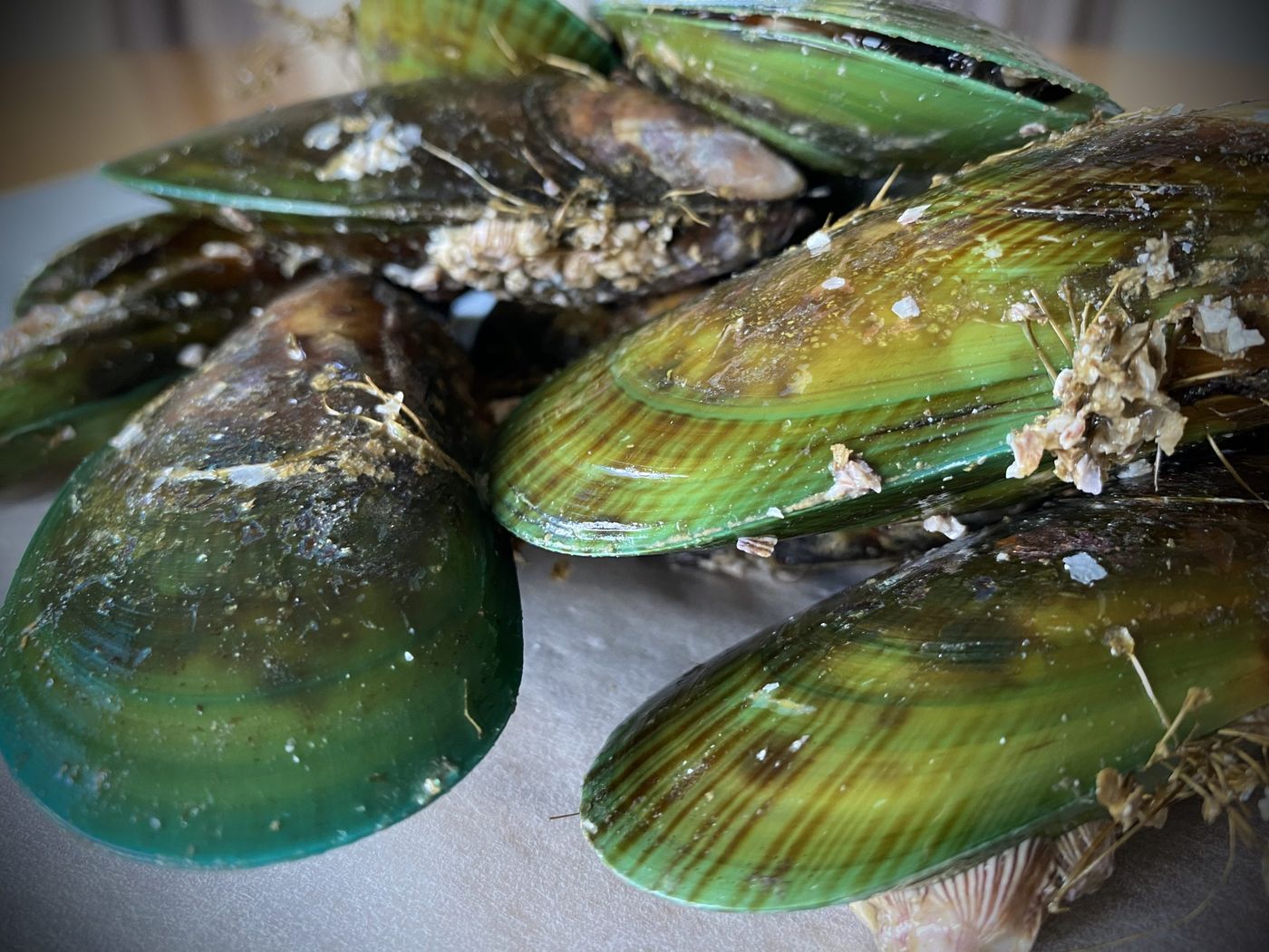 Green-lipped-mussels.-Photo-credit-Pascale-Otis-NIWA.jpg