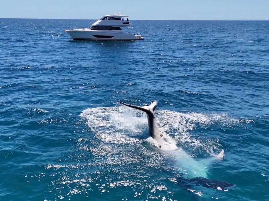 Hervey-Bay-is-a-sanctuary-for-humpback-whales-that-migrate-annually__-Photo-credit_-Maritimo.jpg