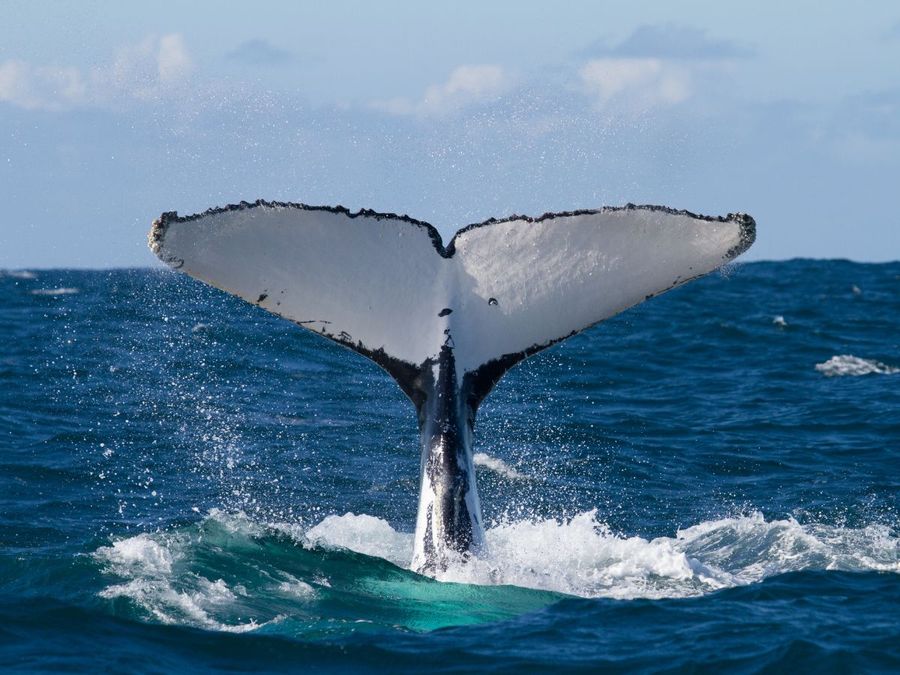 Humpback whales that pass our coastline each year are part of one of the longest migration routes on Earth