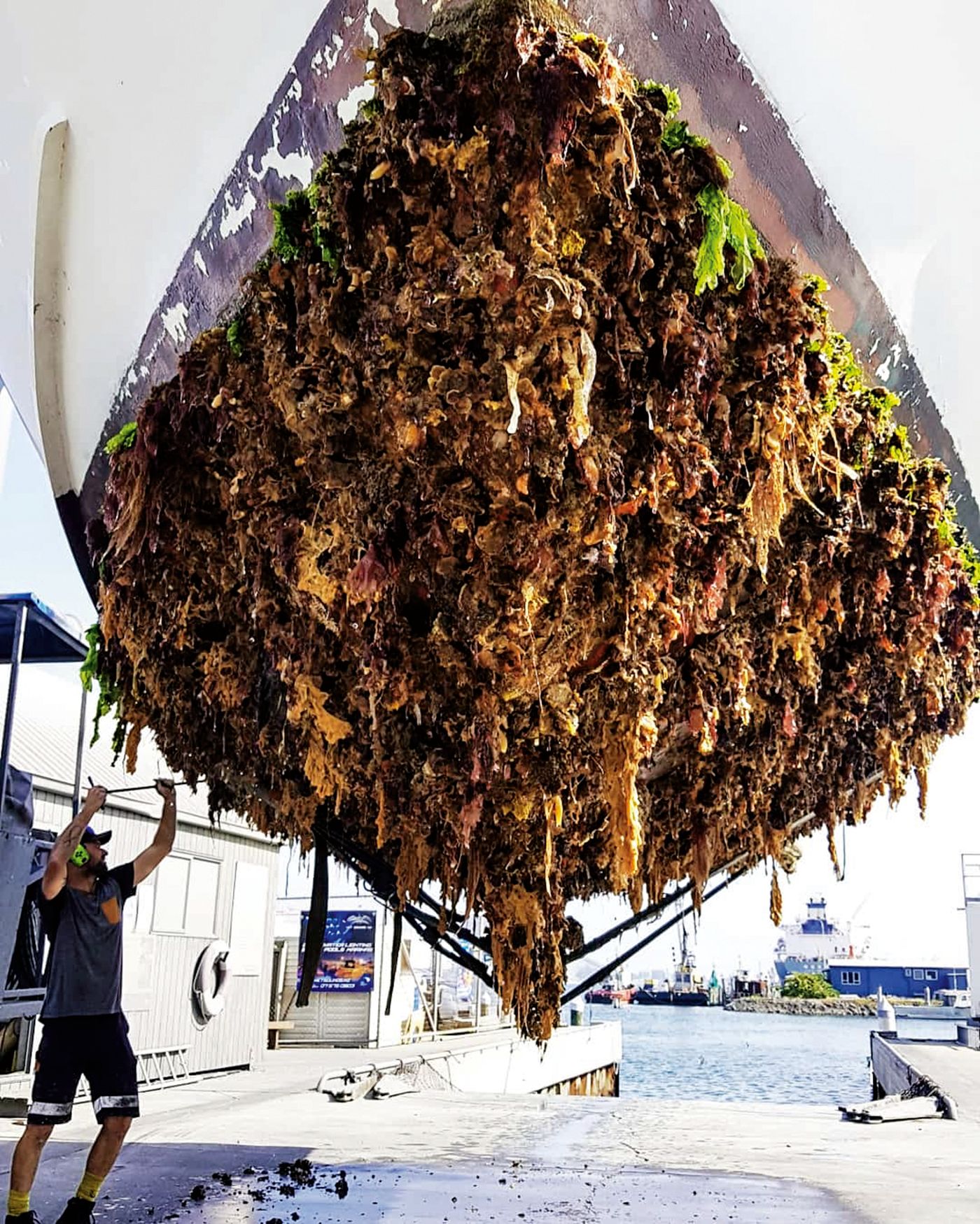 An extreme case of hull fouling