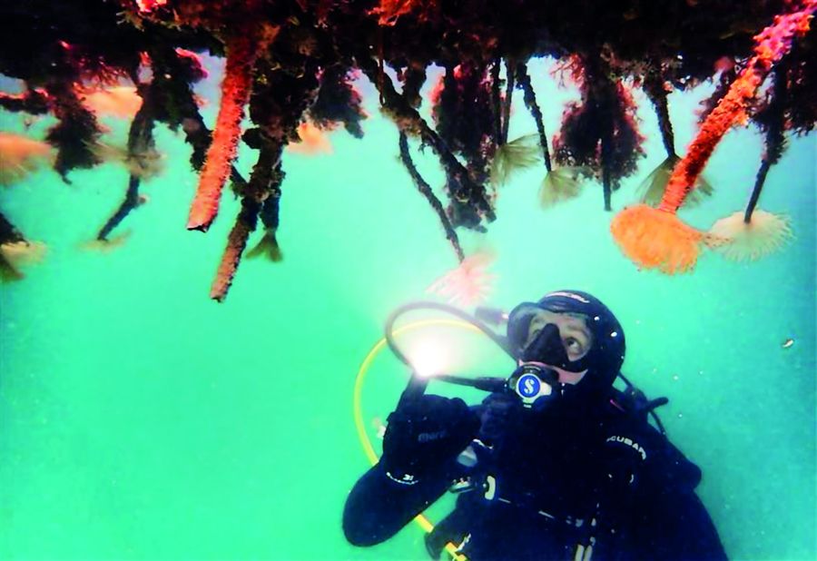 LBJ-fanworm.-Photo-MNJ-NRC-scaled.jpg