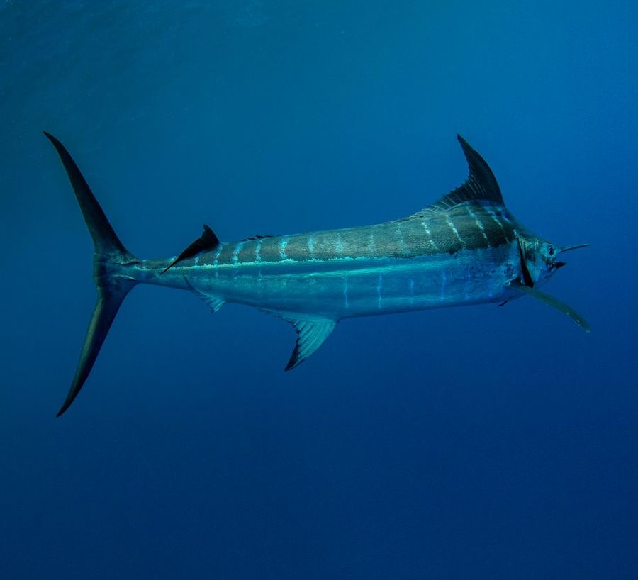 Legasea-marlin.jpg