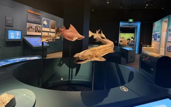 Life-sized-models-of-the-Prickly-Dogfish-the-Epaulette-and-the-Frill-Shark-at-Auckland-Museum-Photo-Davina-Zimmer-.webp