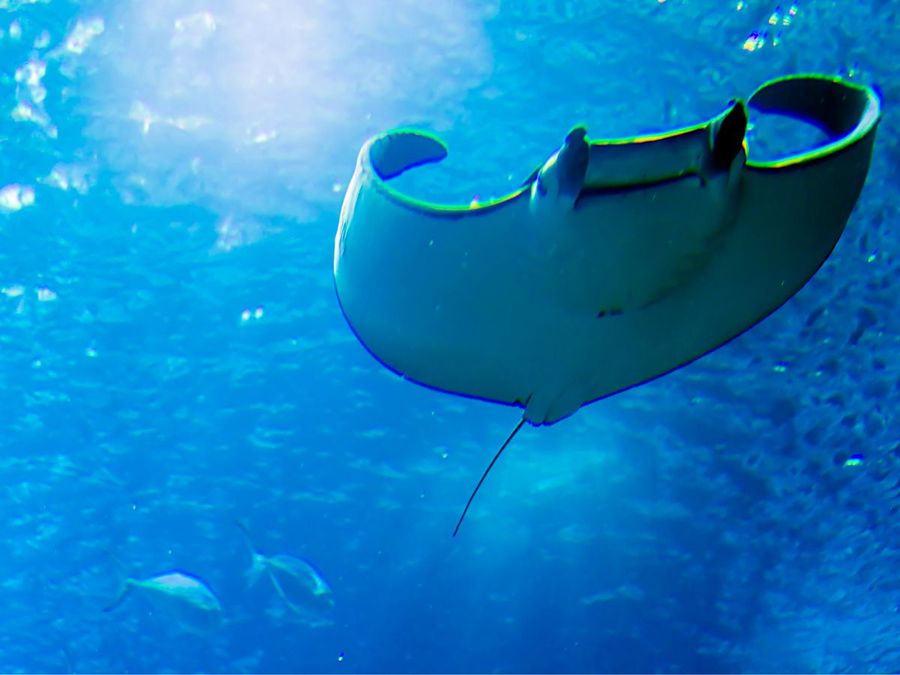 Manta rays have long been a mystery in New Zealand waters