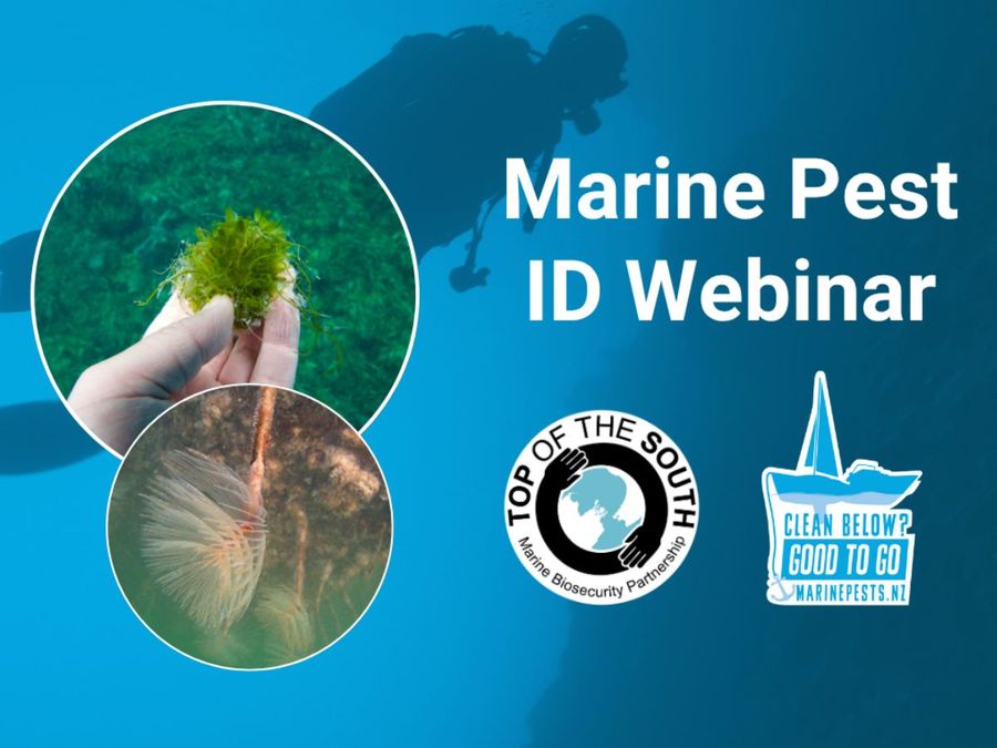 Marine Pest ID Webinar. // Image credit: marinepest.co.nz