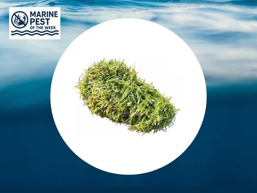 Marine-Pest-of-the-Week-1-2.jpg