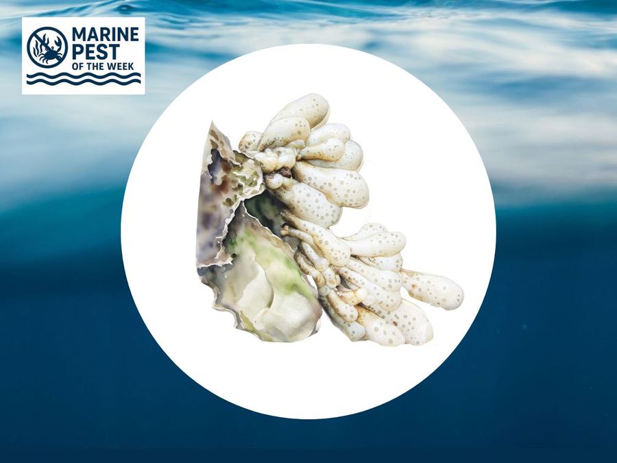 Marine-Pest-of-the-Week-1.jpg